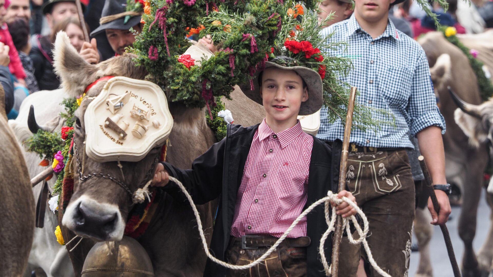 Eine festliche Prozession mit geschmückten Kühen und Kindern in traditioneller Tracht. Die Tiere tragen bunte Blumenkränze und der Hintergrund zeigt eine große Menge Zuschauer.