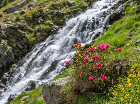 Ein Wasserfall fließt über grüne Wiesen. Bunte Blumen, vor allem pinke, blühen am Ufer.